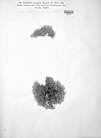 Xanthoparmelia conspersa image